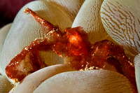 Orangutan crab