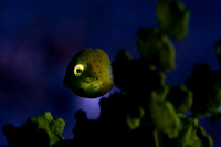 Baby Boxfish