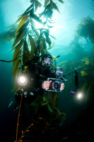 Diver in Giant Kelp Forest