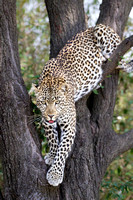 Leopard alighting from tree