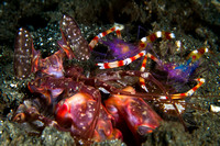 Mantis Shrimp with Cleaner Shrimps