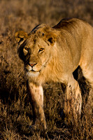 Prowling Lion