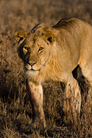 Prowling Lion