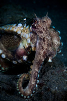 Octopus Preserve