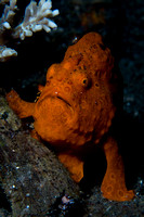 Underwater Creatures 2