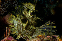 Lacy Scorpionfish