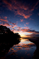 Mangrove Sunset