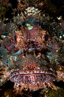 Scorpionfish Portrait