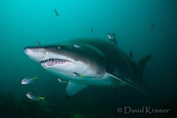 Grey Nurse Shark Portrait