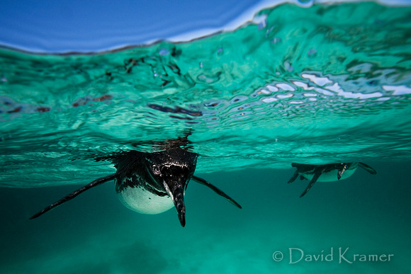 Galapagos Penguins