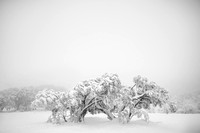 Snow Gums