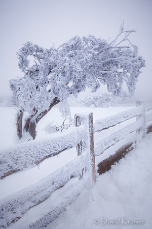 Snow Scene