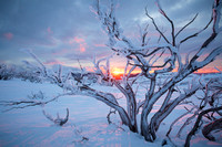Frozen Tree