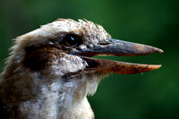 Kookaburra portrait