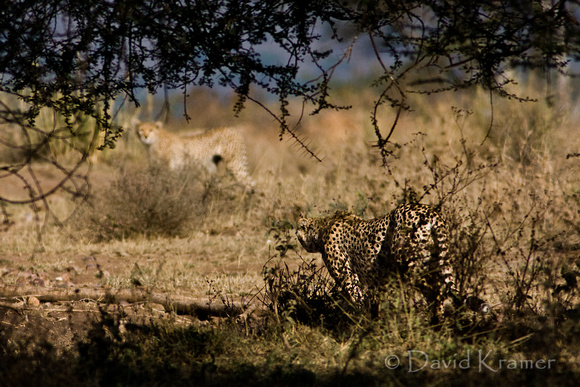 Hunting Cheetahs