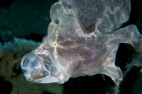 Frog Fish Feeding