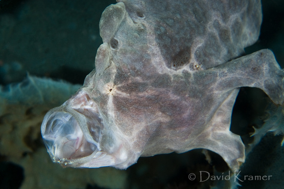 Frog Fish Feeding
