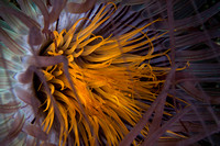 Anemone