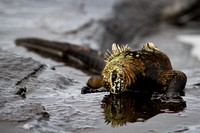 Marine Iguana Reflection