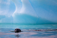 Leopard Seal