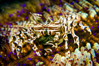 Zebra crab