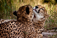 Cheetah Brothers