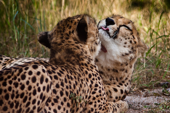 Cheetah Brothers