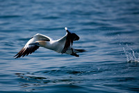 Cape Gannet