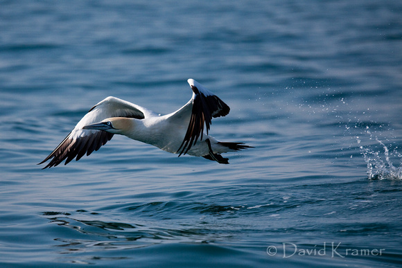 Cape Gannet