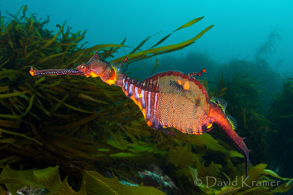 Weedy Sea Dragon