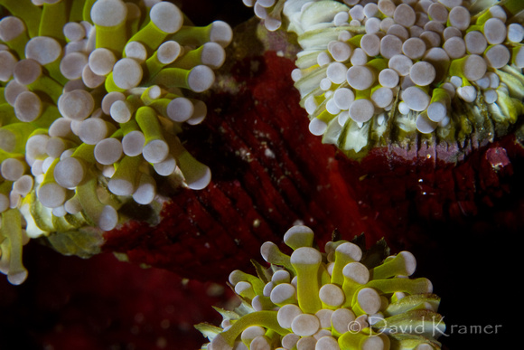 Anemone Colony