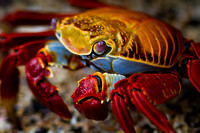 Sally Lightfoot Crab