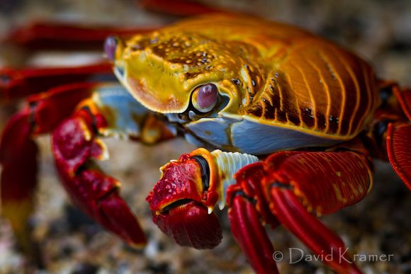 Sally Lightfoot Crab