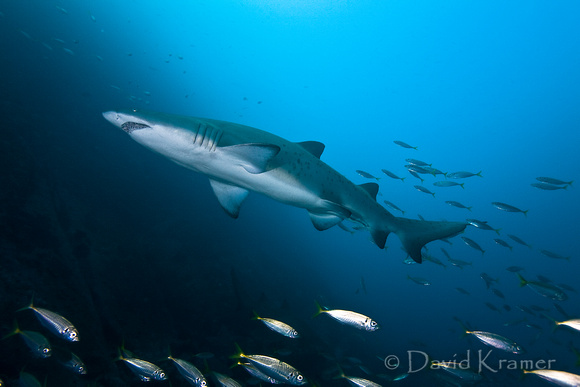 Grey Nurse Shark