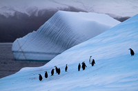 Chinstrap Penguins