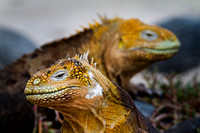 Land Iguanas