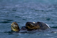 Mating Green Sea Turtles