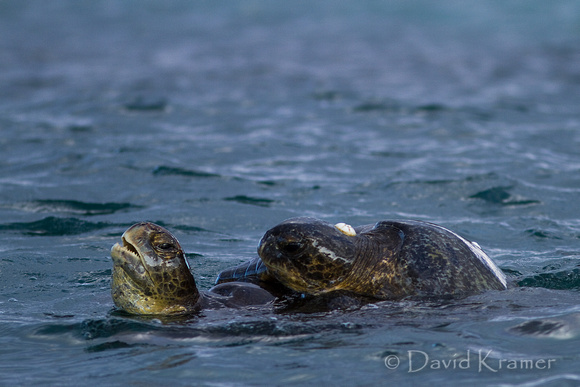 Mating Green Sea Turtles