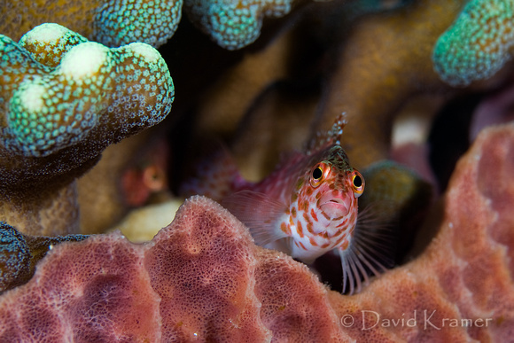 Hawkfish
