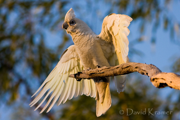 Corella