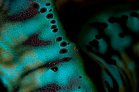 Psychedelia