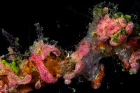 Pastel Reef Colony