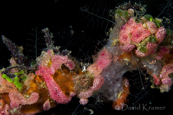 Pastel Reef Colony