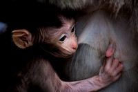 Baby Macaque