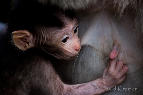 Baby Macaque