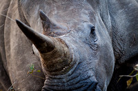 Rhino