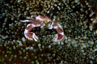 Porcelain Crab in Anemone