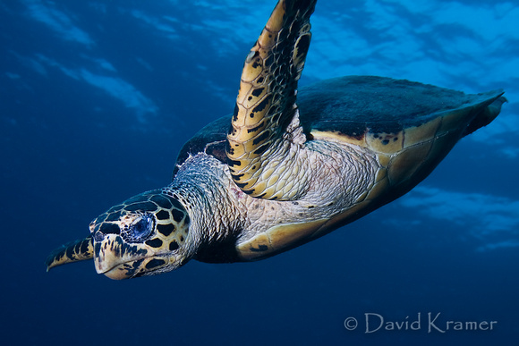 Turtle Fly-by