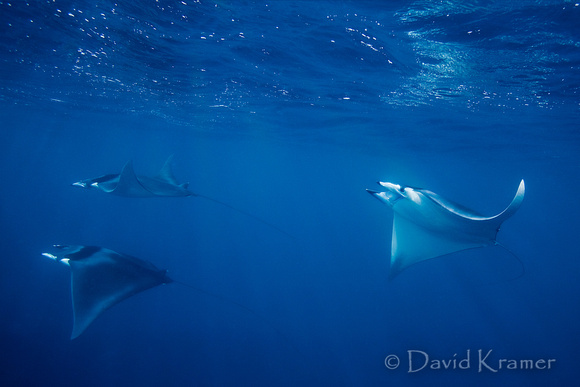 Mobula Rays