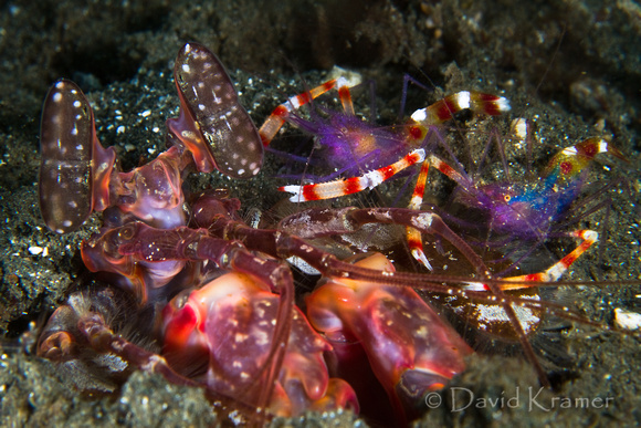 Mantis Shrimp with Cleaner Shrimps